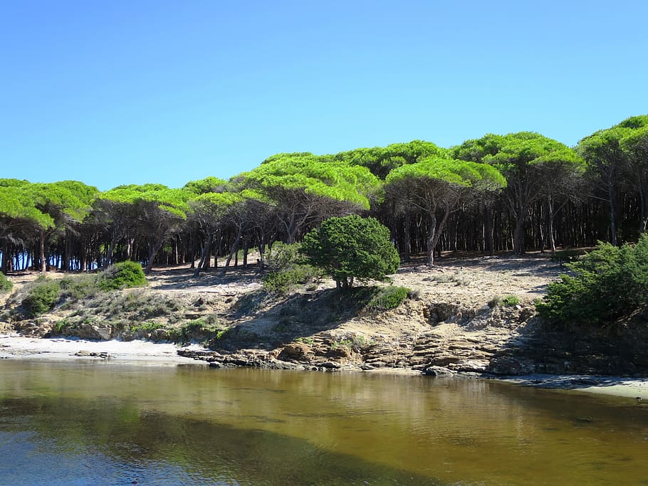 pine forest, budoni, beach, sardinia, italy, sea, water, tree, plant, sky