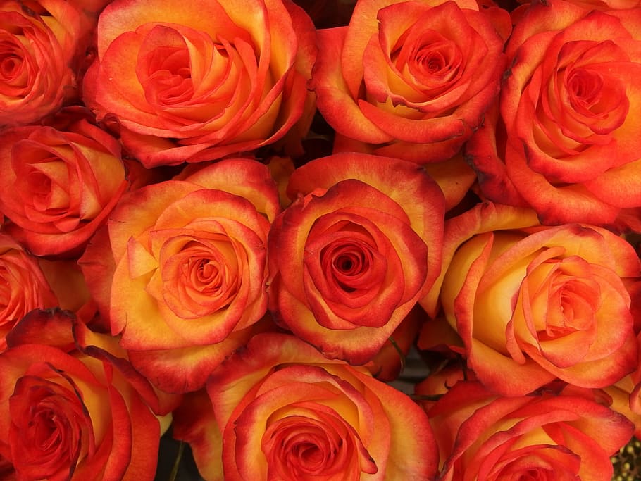 flat, lay, photography, orange, rose, flowers, buds, bloom, bright red, rosa