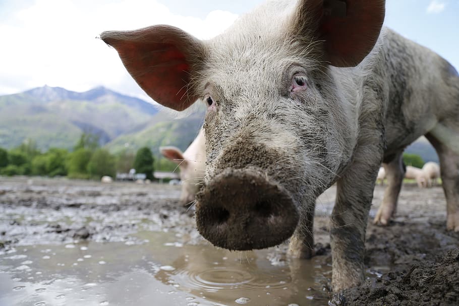 herd, pig, body, water, daytime, pink, piglets, mud, face, sow