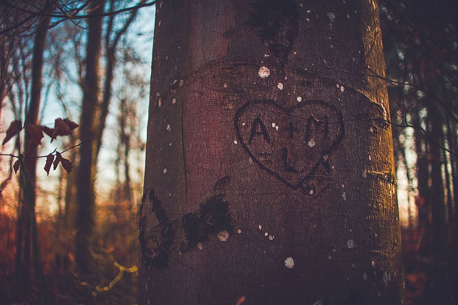 árvore, casca, bosque, floresta, coração, amor, gravado, tronco de árvore, tronco, planta