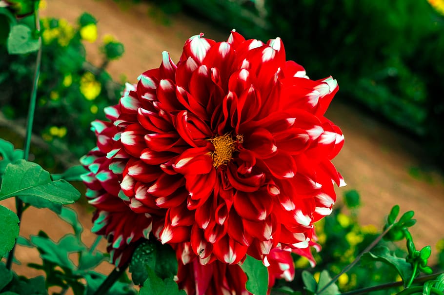 Dahlia, Flower, Jhargram, Bengal, India, red-petaled flower, flowering plant, petal, red, flower head