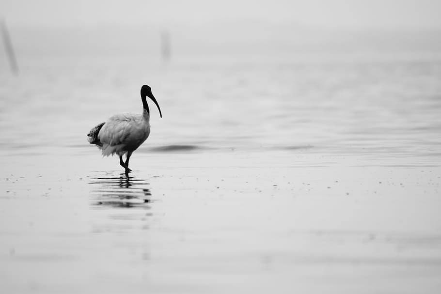 gris, pájaro, para caminar, cuerpo, agua, escala de grises, fotografía, grúa, durante el día, animales