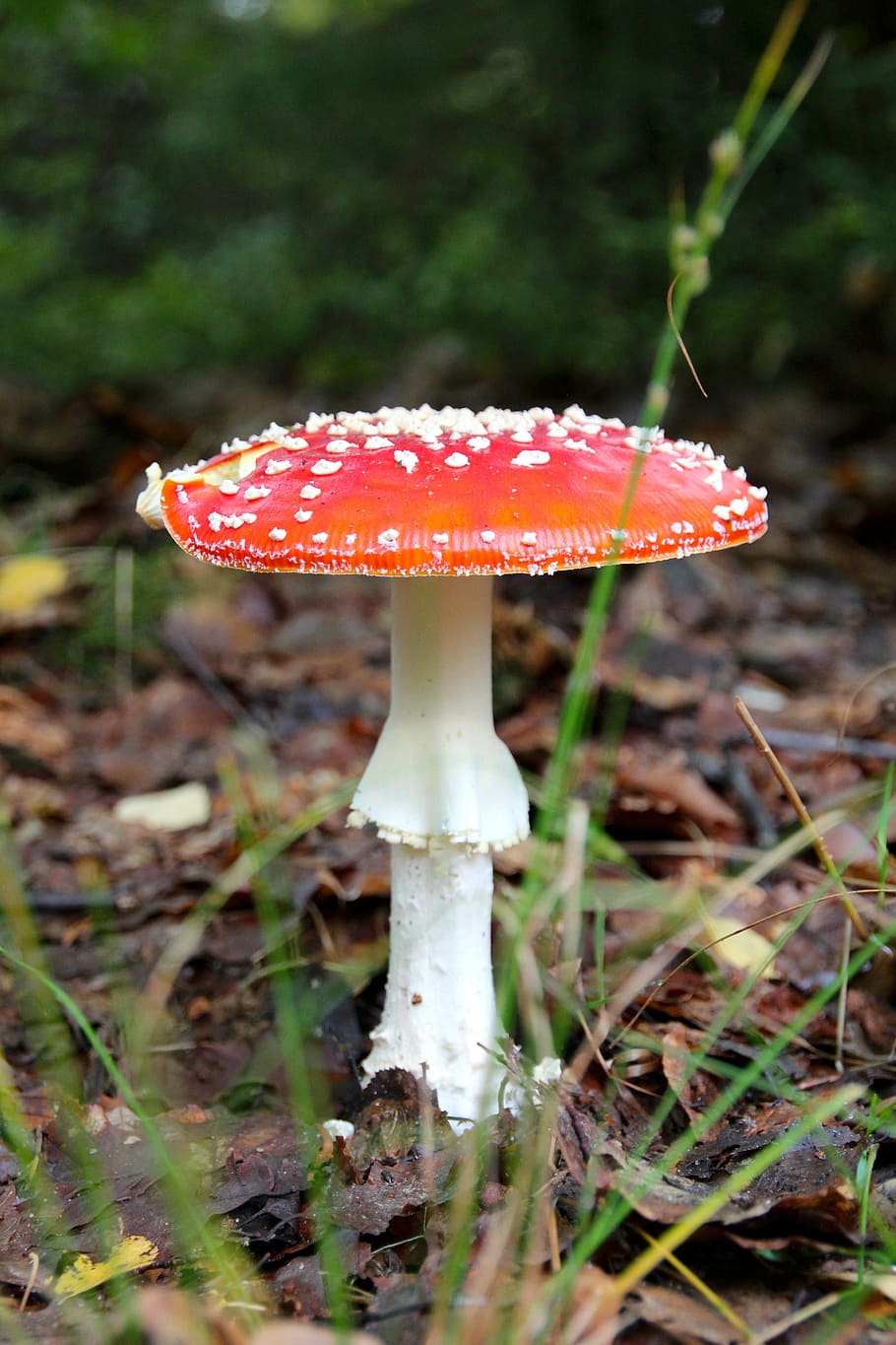 fly agaric, forest, autumn, mushrooms, nature, forest floor, mushroom, noble rot, fungus, poisonous