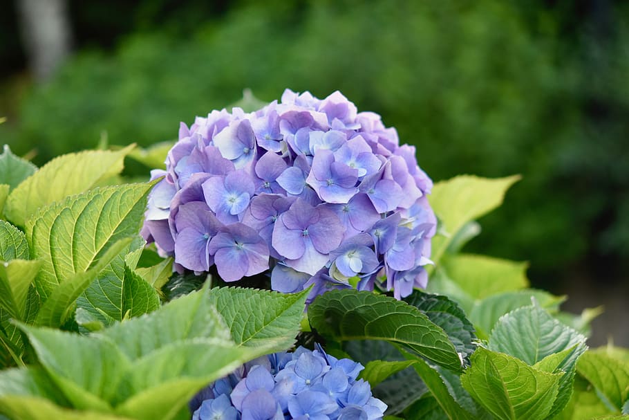 flor, hortensia, color de flor azul, hojas verdes, plantas, naturaleza,  jardín, planta floreciendo, planta, vulnerabilidad | Pxfuel