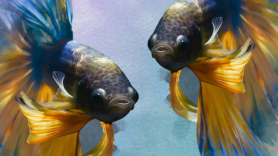 黄色と青のシャム魚の絵, 青と黄色, bettaの魚, 魚, 水中, 水族館, 水泳, 抽象的, カラフル, 動物