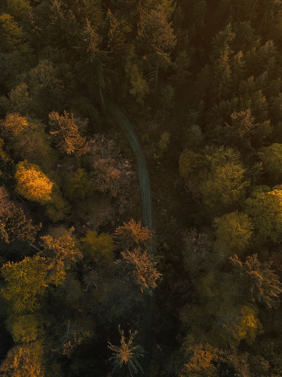 aerial, forest, daytime, trees, plant, nature, autumn, fall, tree, woodland