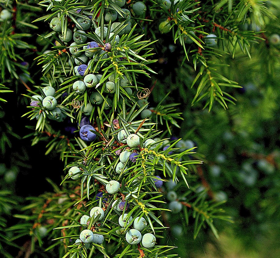 green, blue, plant, juniper, common juniper, evergreen, cupressaceae, bush, berries, fruit
