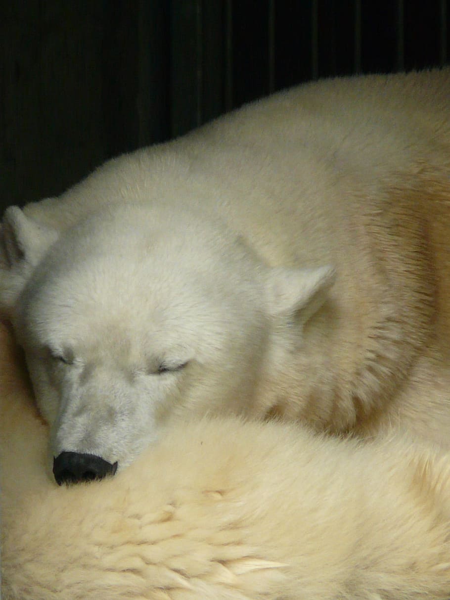 cachorro, dormindo, cama, Urso polar, Peles, Sono, Descanso, Soneca, animal, predador