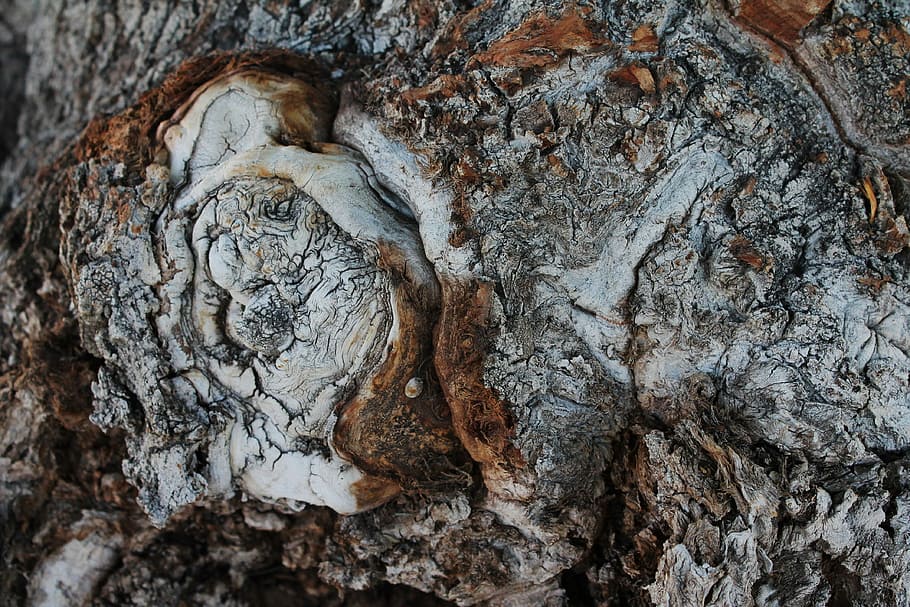 Tree Trunk, Timber, Wood, tree, tree knot, rounded outgrowth, natural, burl, wood grain, tree grain