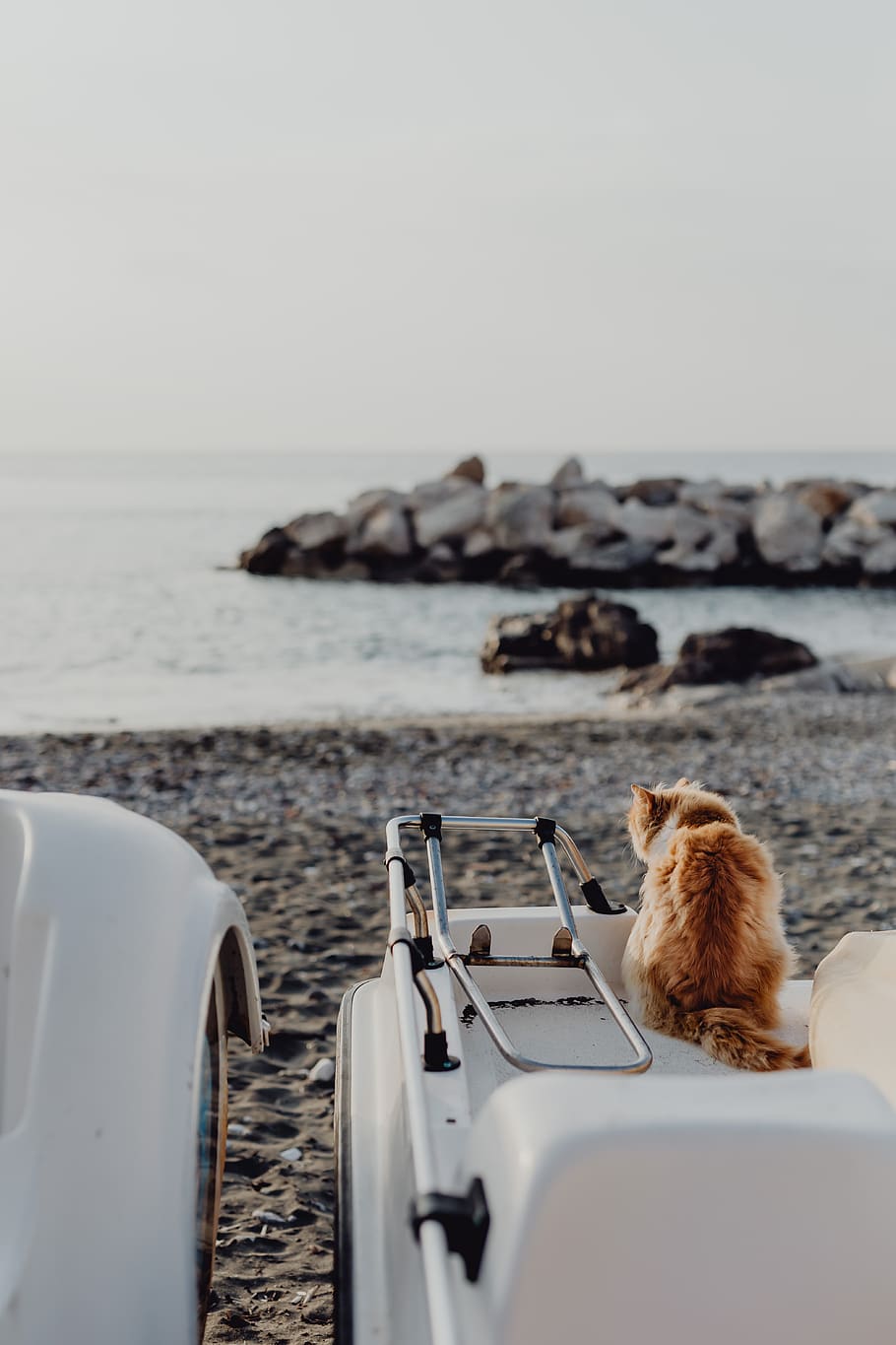 gato, Italia, mascotas, animales, callejeros, gatitos, gatos, Sorrento, agua, mar