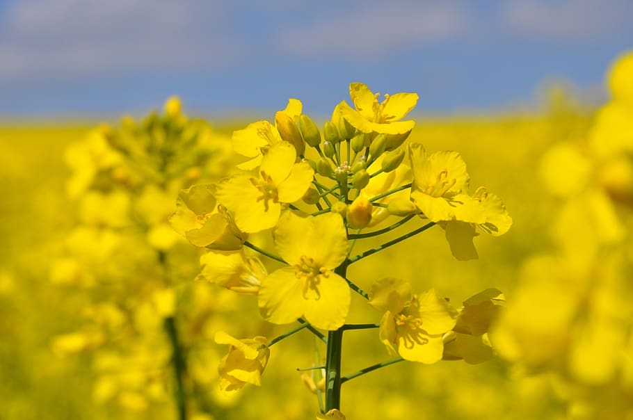 rapeseed, flowers, agriculture, nature, summer, plants, the cultivation of, yellow, flower, flowering plant