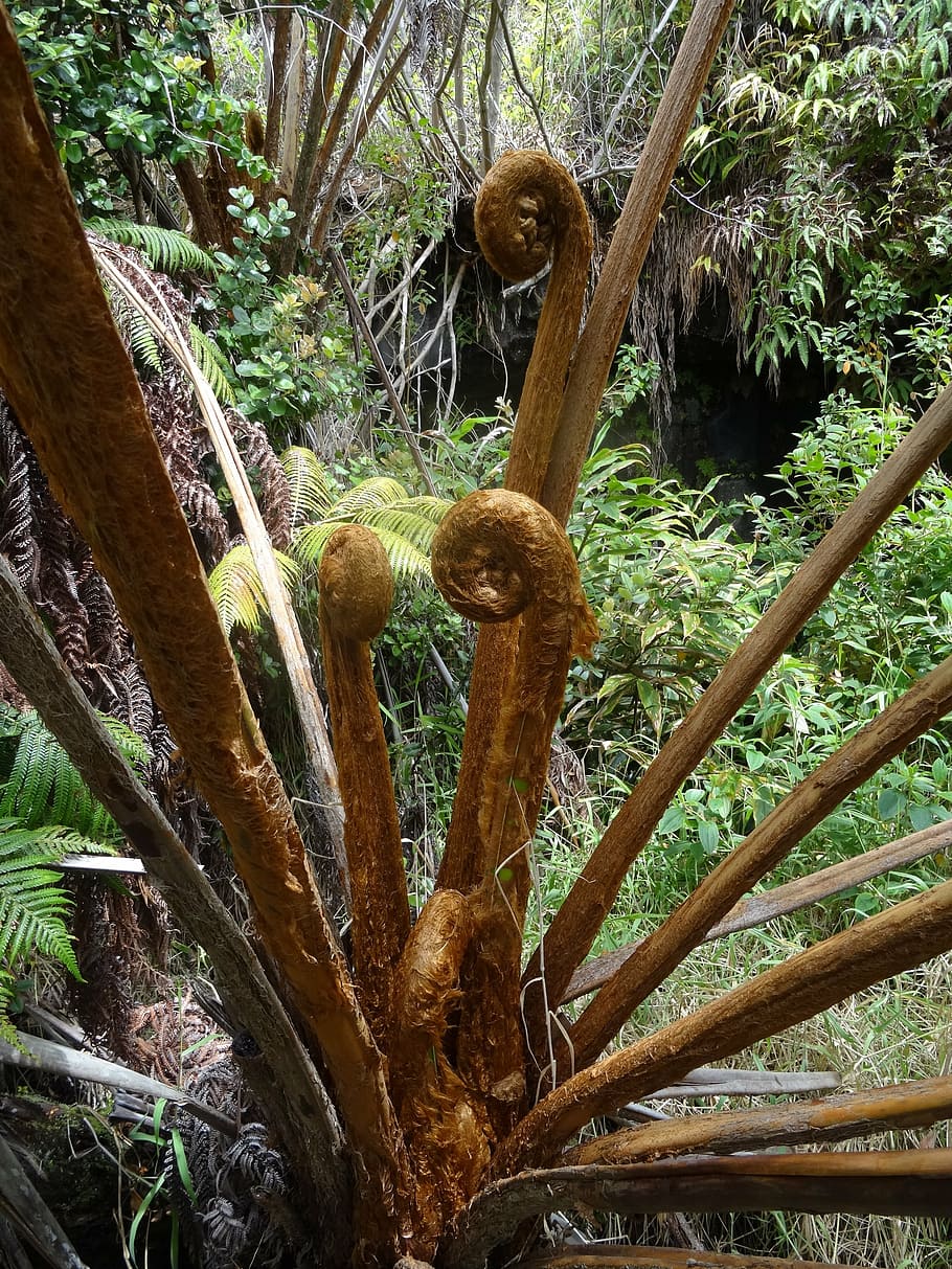tree fern, hawaii, fern, exotic, volcano park, big islamnd, plant, growth, tree, day
