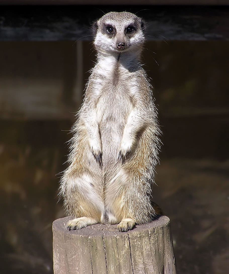 meerkat, sitting, facing, wildlife, mammal, africa, small, cute, zoo, fur