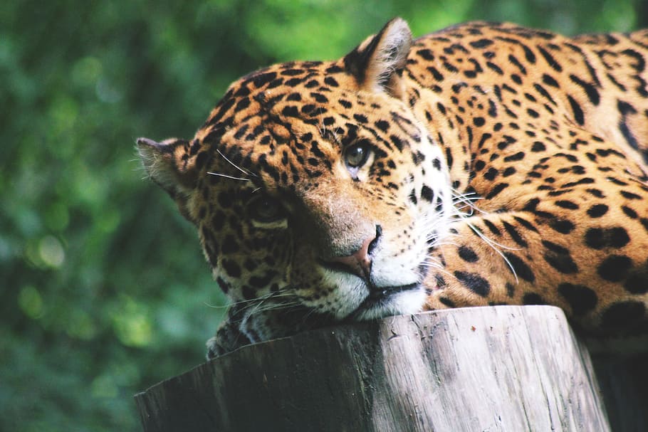 tiro, gato leopardo, primer plano, África, naturaleza, animal, animales, gato, gatos, natural