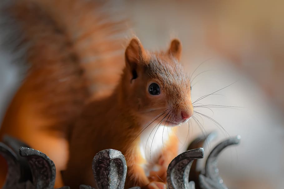squirrel, young animal, play, small, young, cute, rodent, furry, sitting, button eyes