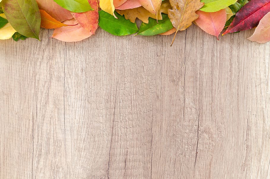 brown wooden surface, autumn, orange, nature, red, yellow, fall, maple, color, bright