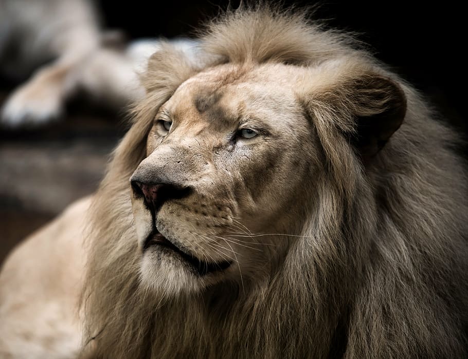 closeup of lion, lion, white lion, big cat, mane, eyes, nature, wallpapper, animal, predator