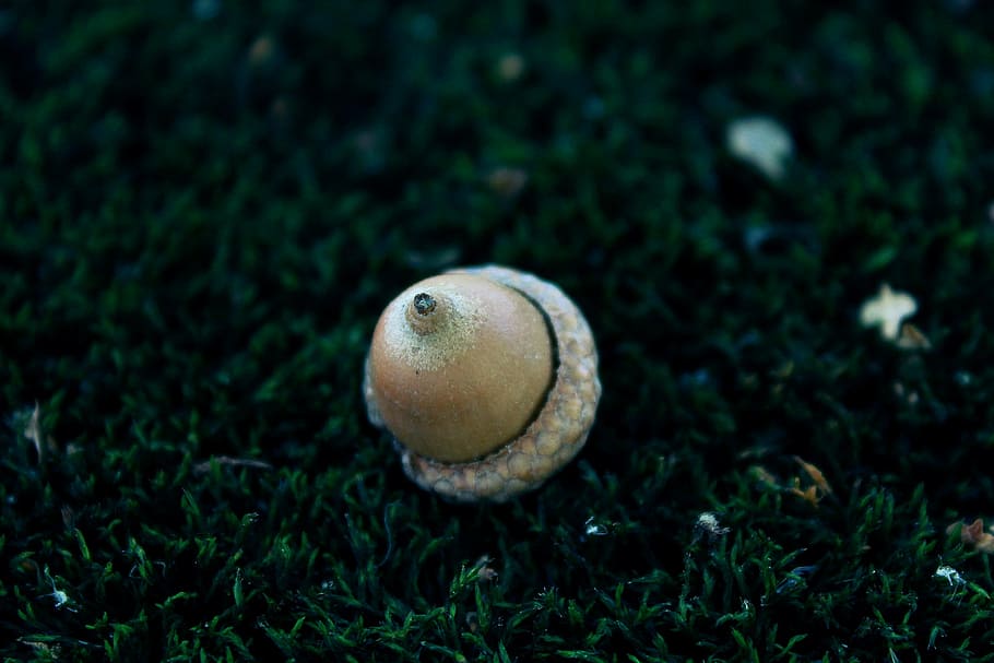 acorn, moss, nature, mossy, forest, close, green, autumn, deco, decoration