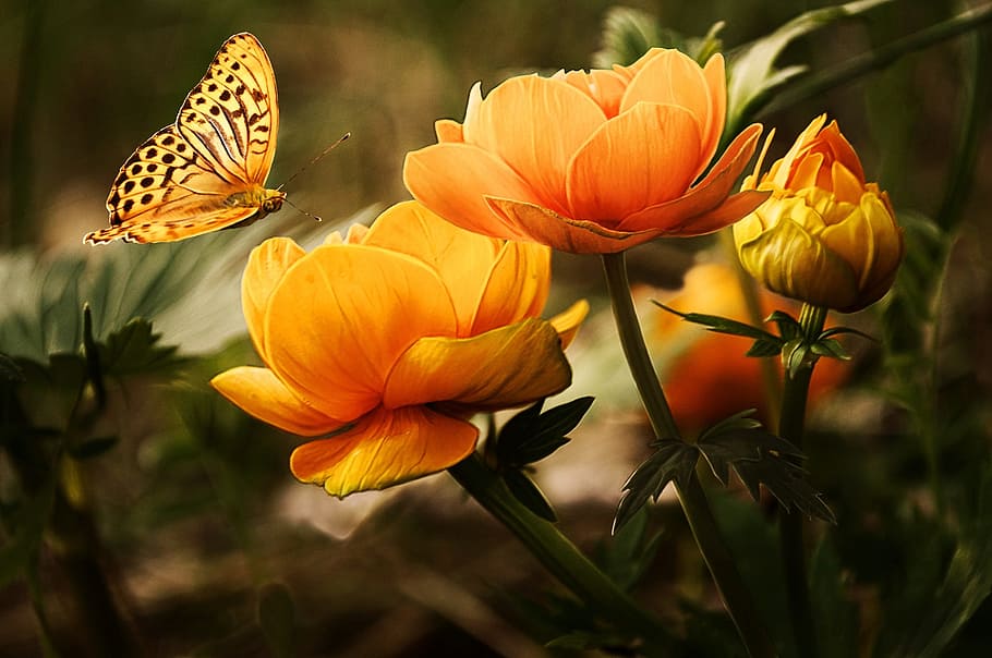 gulf fritillary butterfly perching, bloom, orange, flower, close-up photography, flowers, background, butterflies, beautiful, bright