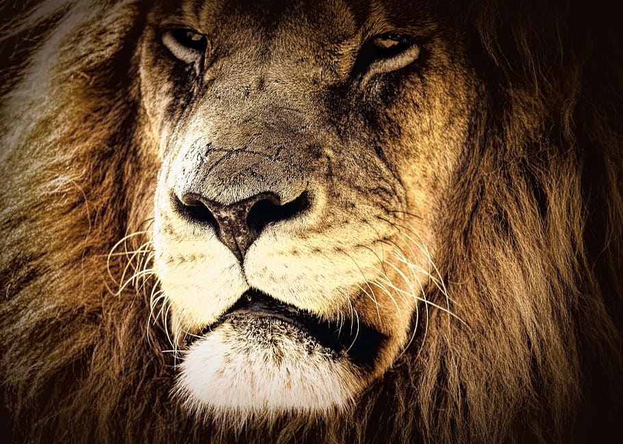 brown lion face, lion, portrait, character, majestic, power, looking, close, savanna, wildlife