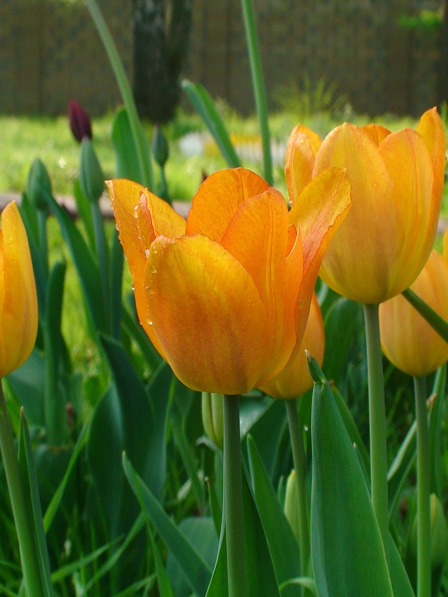 Tulip, Tulips, Holiday, Flower, flowers, spring, handsomely, dacha, bud, closeup
