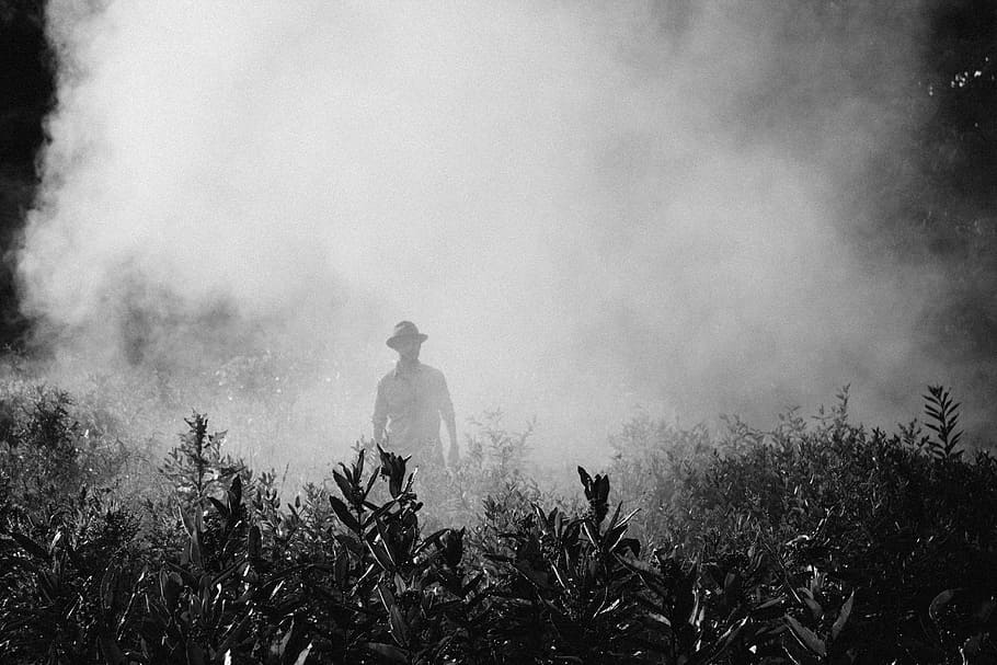 hombre, vistiendo, sombrero, arbusto, rodeado, humo, niebla, vapor, persona, agricultor