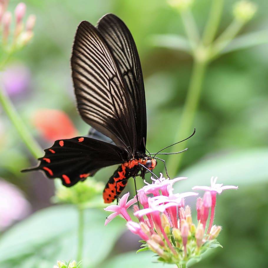 close, great, mormon butterfly, pink, flower, Butterfly, Exotic, Flowers, insect, butterfly - insect