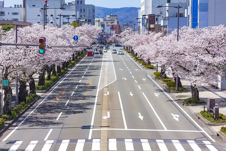 calle, flores, primavera, flor, dirección, florido, naturaleza, calle japonesa, sakura, belleza