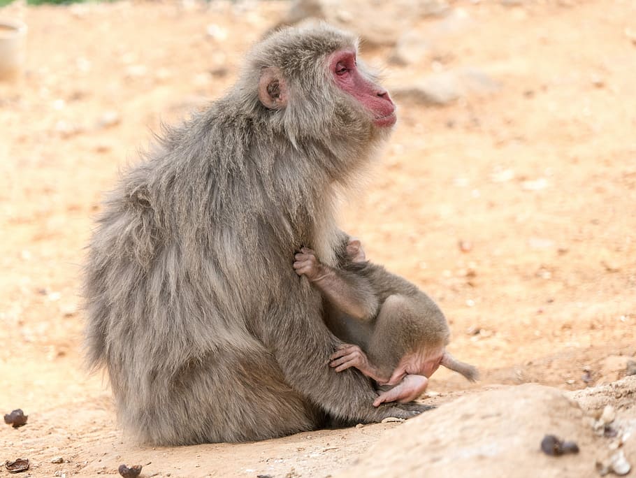 Monkey, Hugging, Animal, mother, baby, wildlife, mammal, young, small, cute