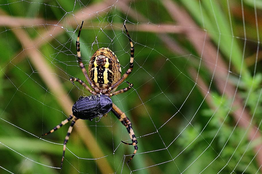 wasp spider, prey, cobweb, close up, nature, zebraspinne, spider web, animal themes, arachnid, spider