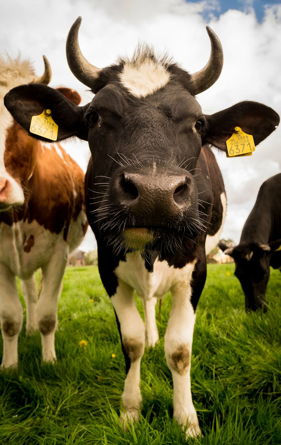 foto close-up, hitam, sapi, putih, hewan, pertanian, padang rumput, rumput, lapangan, berdiri