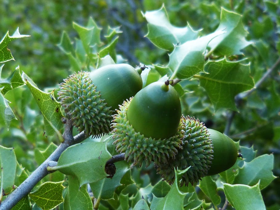 acorns, encina, green, tree, fruit, vegetable nature, green color, plant, growth, food and drink