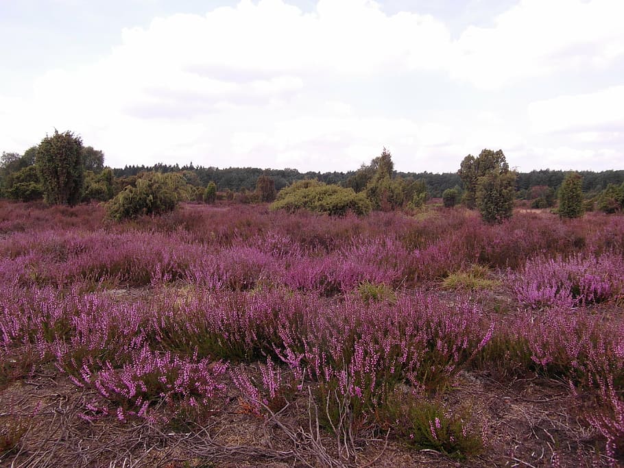 purple grass field, heide, heather, august, lüneburg, heathland, pink, flowers, wide, purple