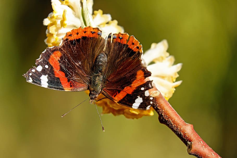 red, admiral butterfly, perched, white, flower, butterfly, admiral, edelfalter, insect, vanessa atalanta
