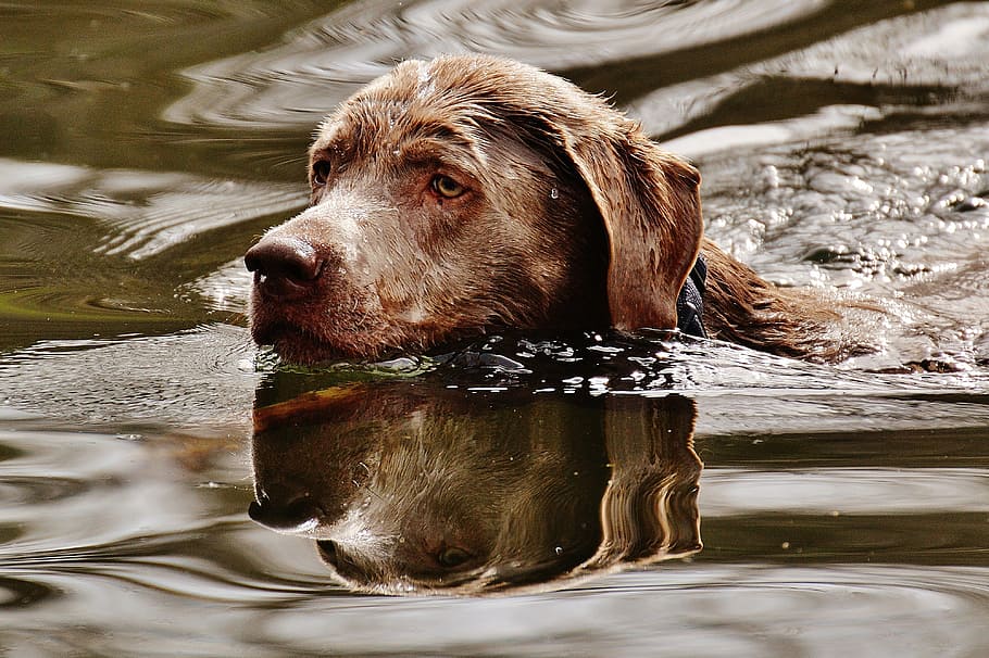 dog, swim, wet, water, funny, cute, animal, pet, quadruped, head