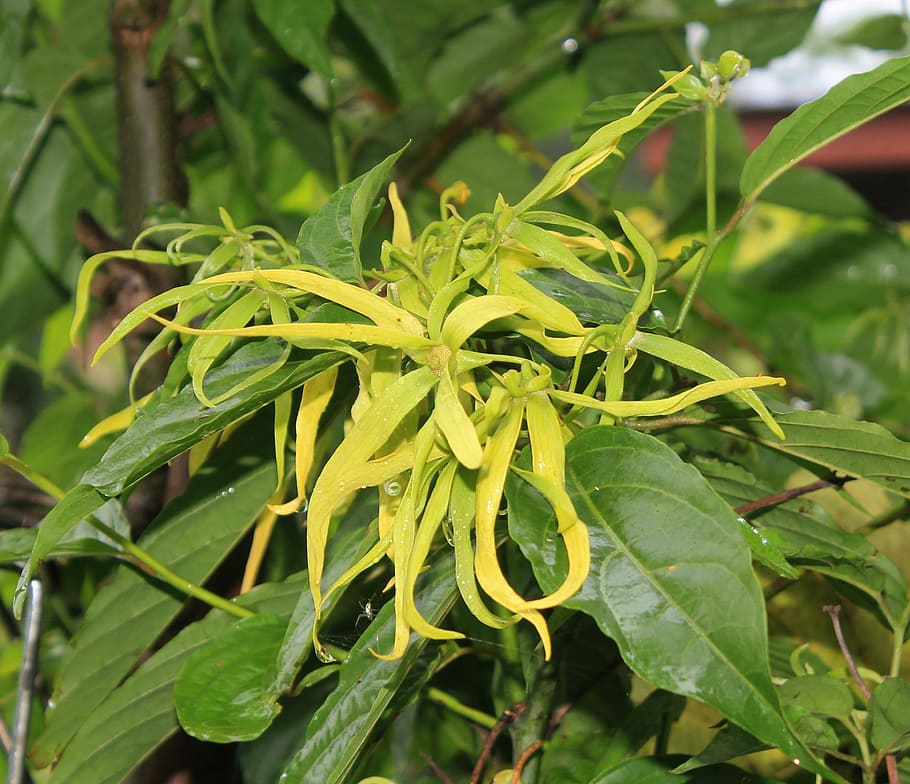close-up photo, green, leafed, plant, Ylang-Ylang, Flower, Smell, Yellow, ylang-ylang flower, aromatherapy