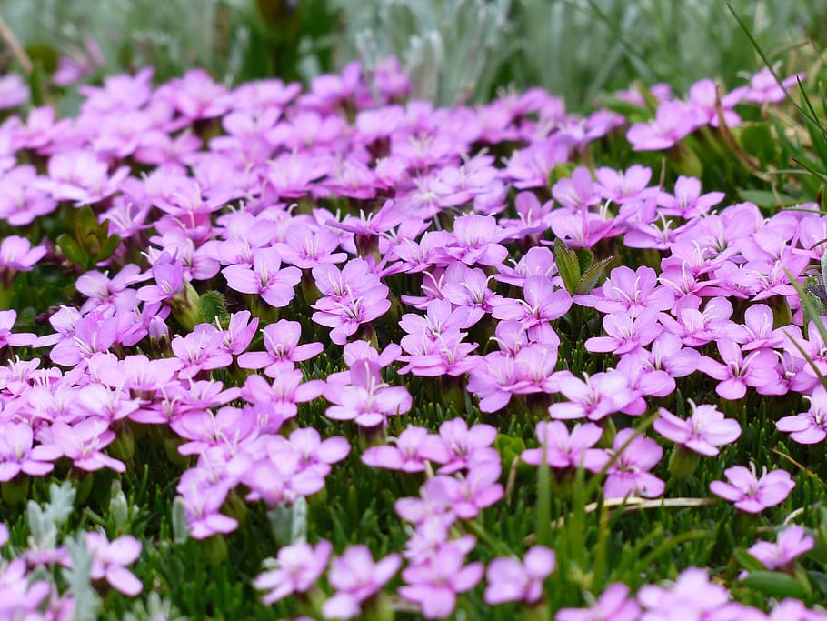 bunga ungu petaled, primula catchfly, mekar, pink, bunga, silene acaulis, lumut campion, campion, silene, keluarga anyelir