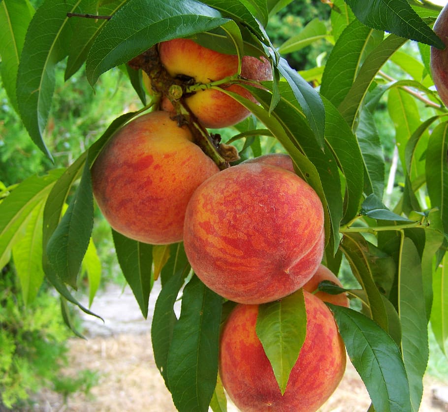 buah persik, siang hari, persik, buah, matang, makanan, alam, pertanian, kesegaran, pohon