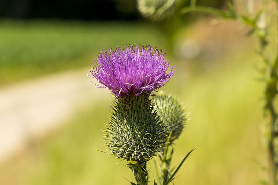 cardo, violeta, flor, floración, planta, cirsium vulgare, flora, flor  puntiaguda, planta silvestre, planta floreciendo | Pxfuel