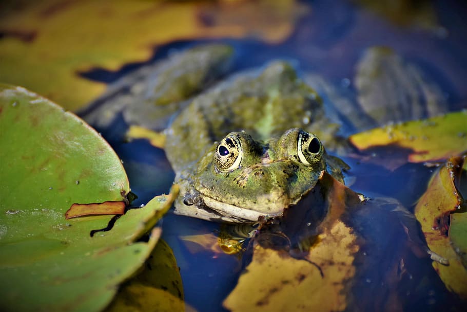 frog, toad, amphibians, animal, creature, lily pad, water creature, pond, animal themes, animals in the wild