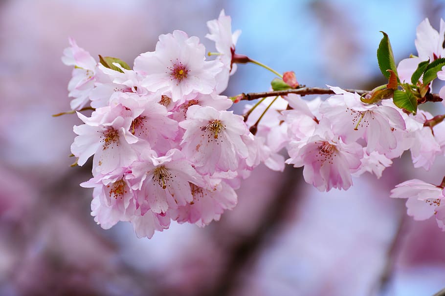 selective, focus photography, pink, petaled flowers, cherry blossoms, tree blossoms, flower, cherry wood, nature, plant