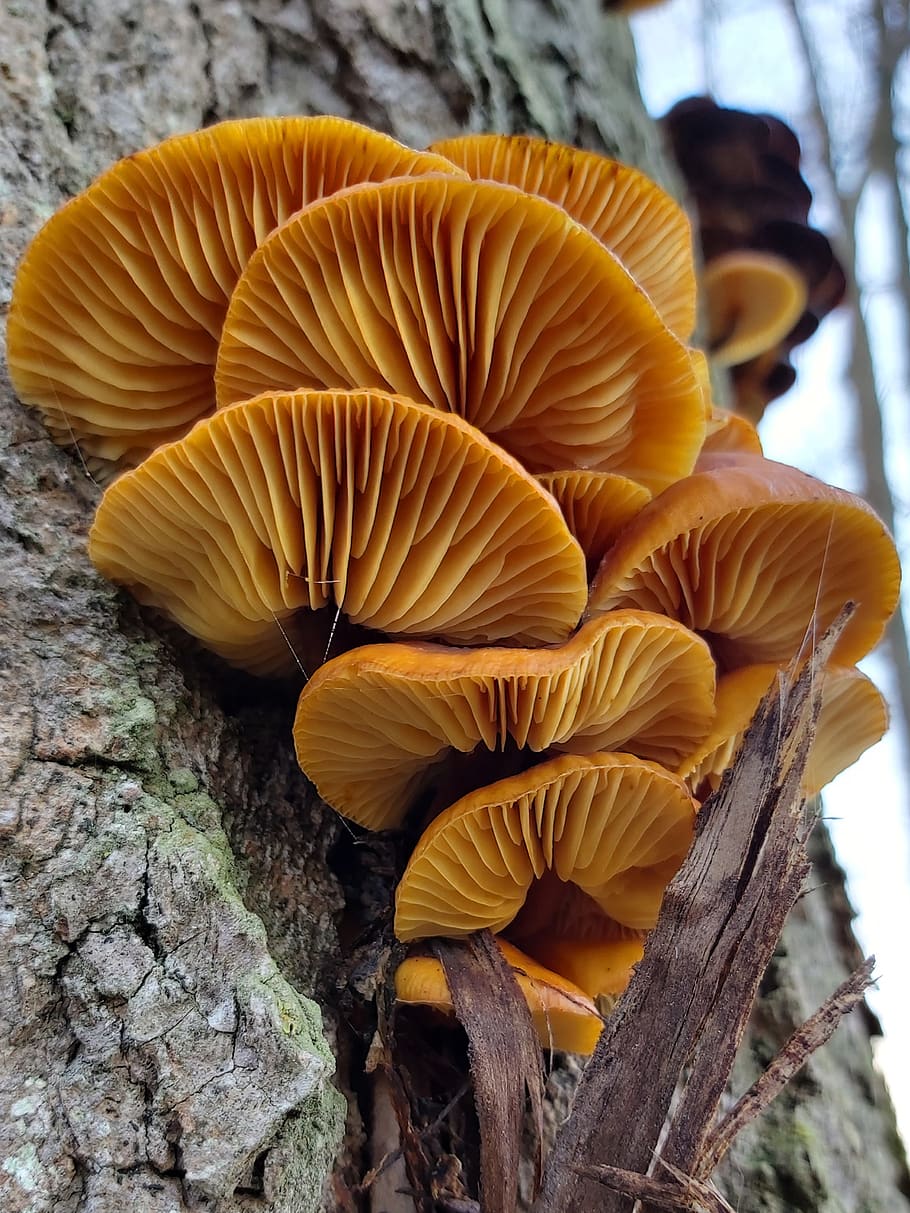 mushrooms, tree fungi, ochre colours, lamellar, fungus, mushroom, tree trunk, trunk, plant, close-up