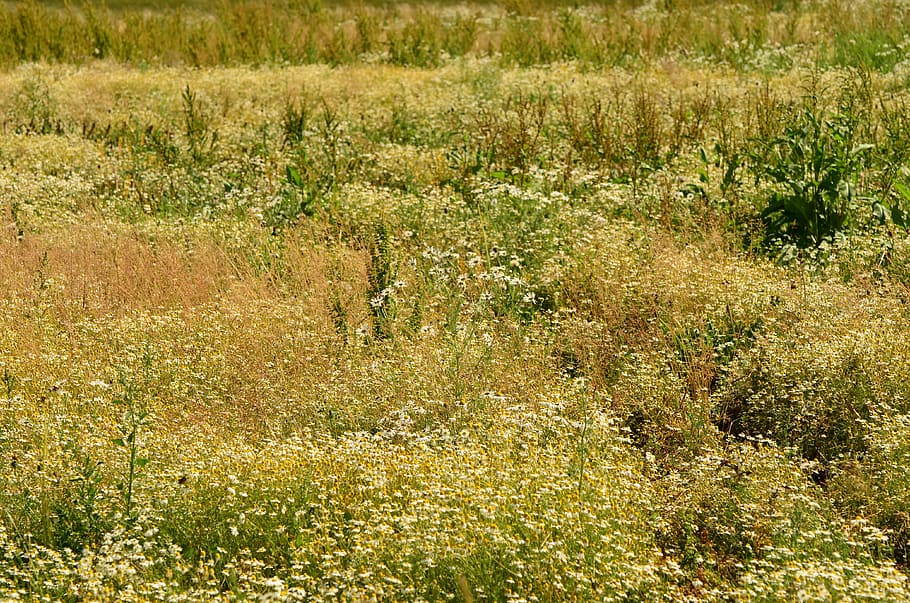 chamomile, field, herbal medicine, ecology, agriculture, wild, nature, blossom, bloom, broke lying