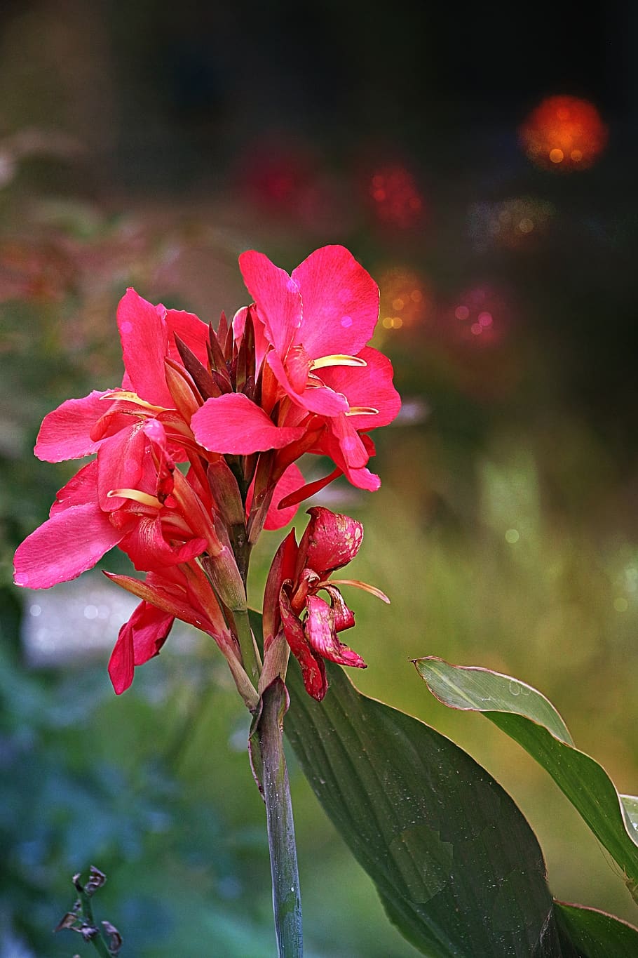 Канна цветок. Канна краснолистная. Канна canna Indica. Канна цветок краснолистная. Канна краснолистная Садовая.