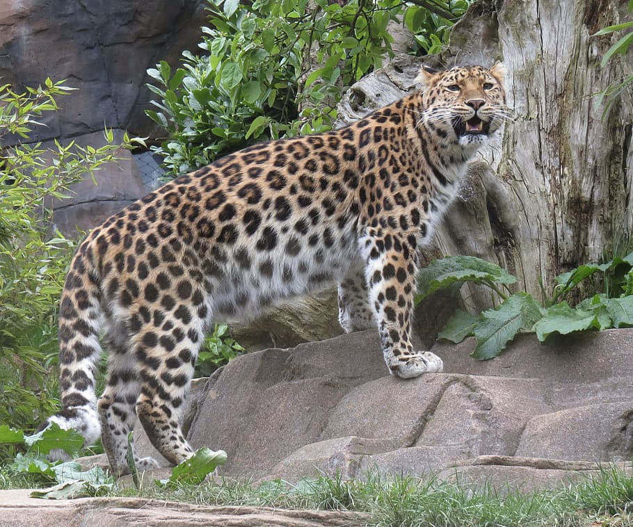 leopard, cat, wild, nature, predator, wildlife, africa, undomesticated Cat, animal, animals In The Wild