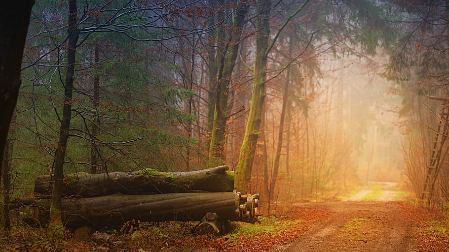 pintura de caminho sinuoso, outono, nevoeiro, floresta, troncos de árvores, distância, estrada, rota, trilha, paisagem