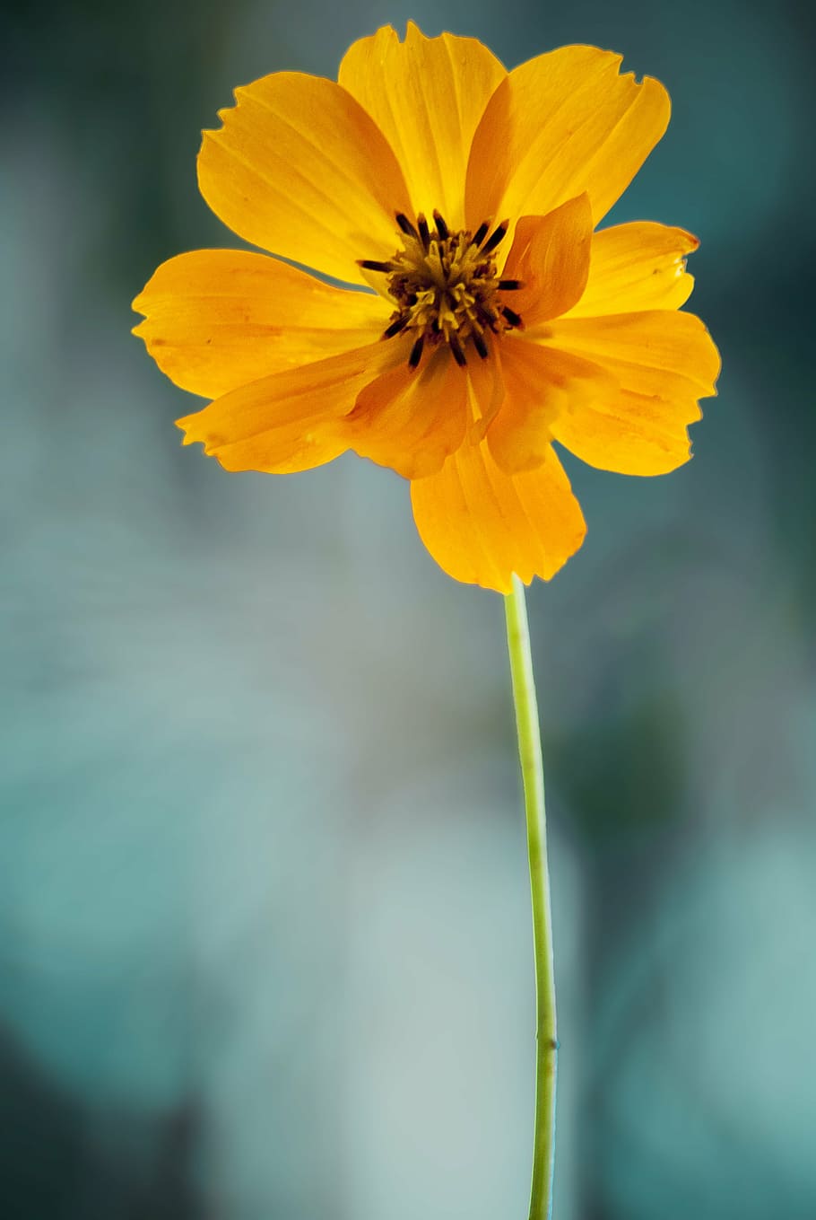 close-up photo, yellow, petaled flowers, flower, cosmos, orange, background, blue, lonely bokeh, marion