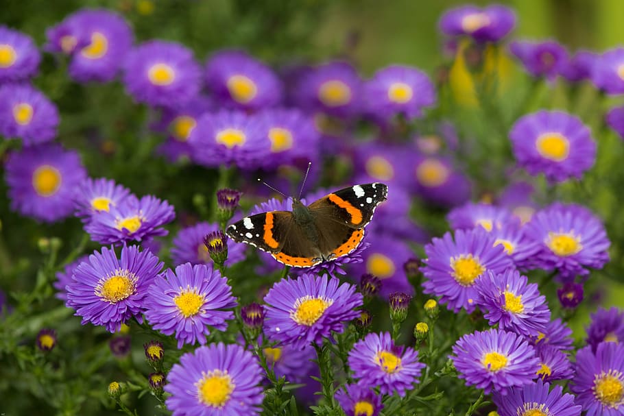 butterfly, admiral, flowers, insect, edelfalter, colorful, animal world, red admiral, aster, on flowers