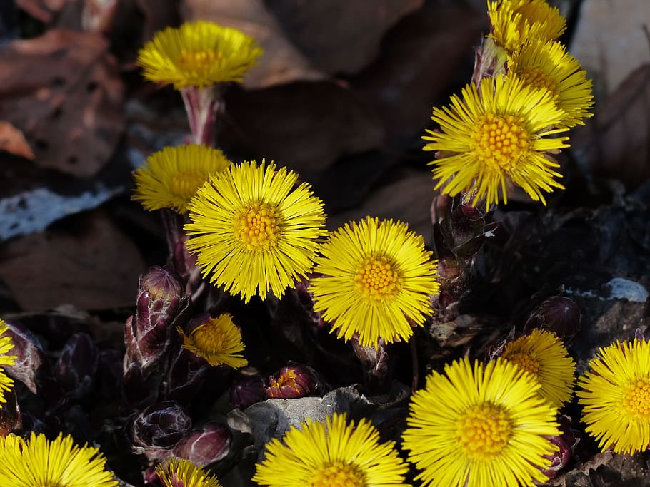 tussilago farfara, flower, blossom, bloom, yellow, tussilago, composites, asteraceae, spring flower, early bloomer