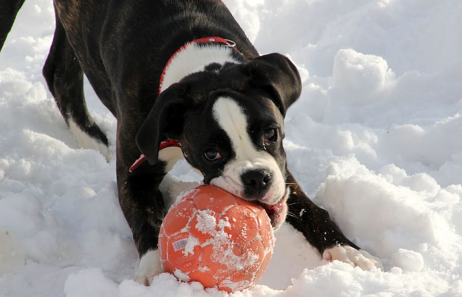 犬, ボクサー, ペット, 黒と白, 遊び, ボール, 雪, 犬の表情, 一匹の動物, 哺乳類
